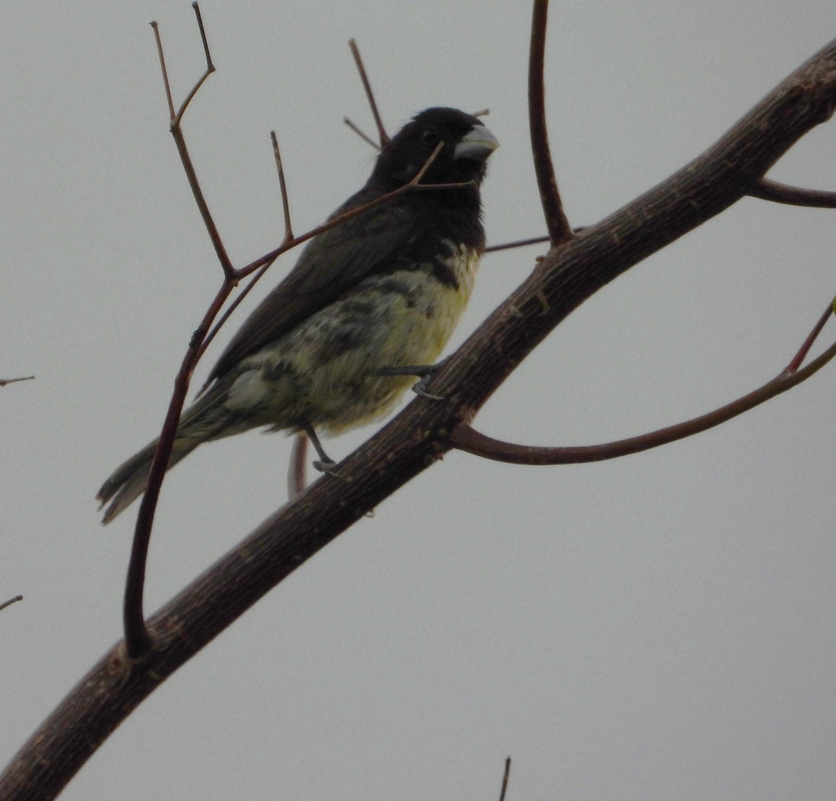 Yellow-bellied Seedeater - ML643775982