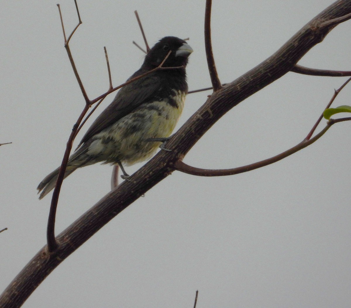 Yellow-bellied Seedeater - ML643775985
