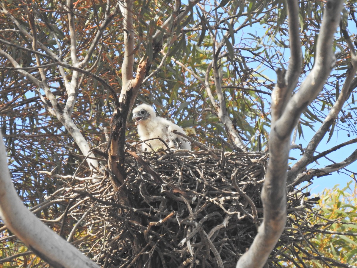 Australian Hobby - ML643775986