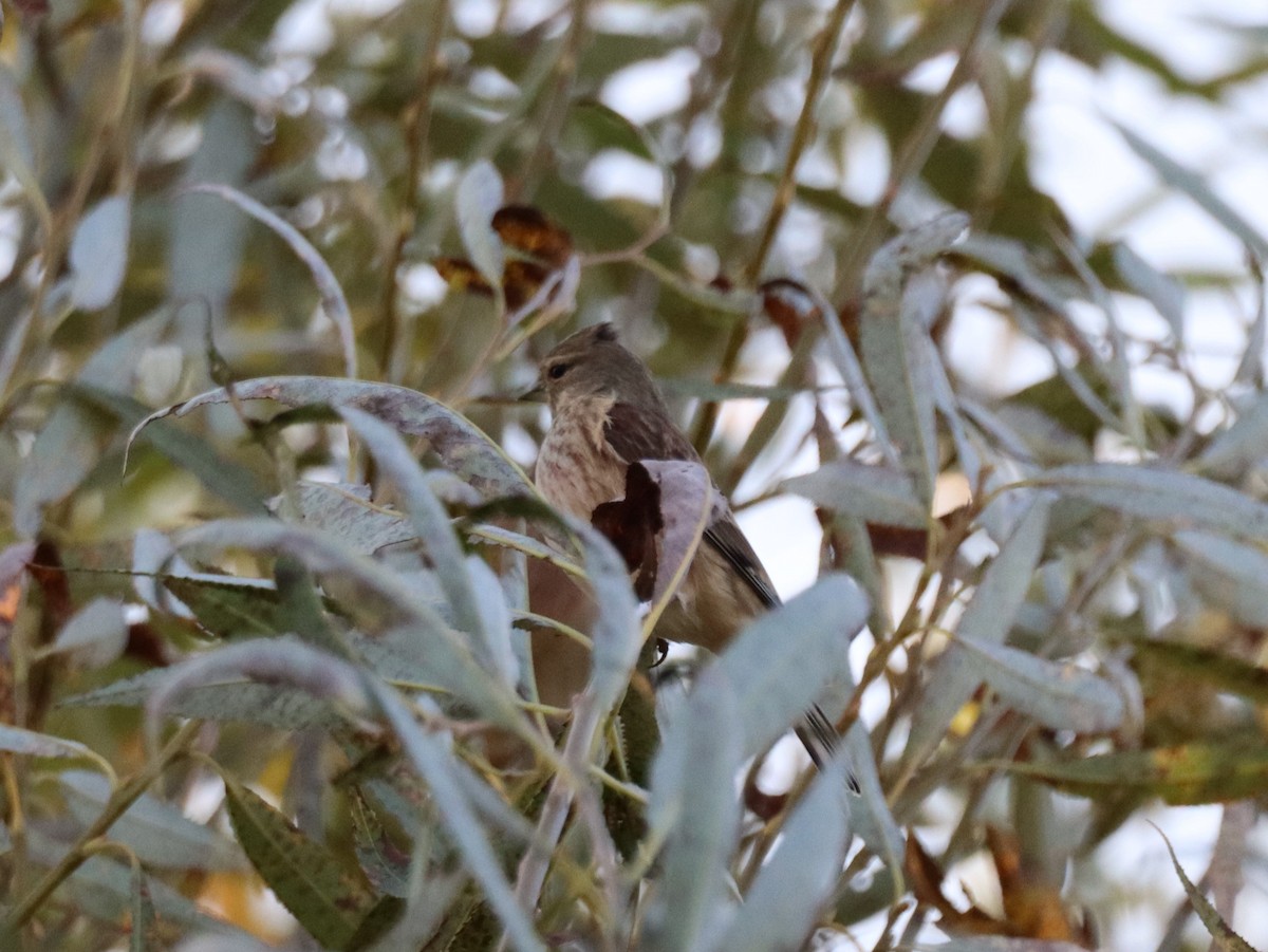 Eurasian Linnet - ML643775987