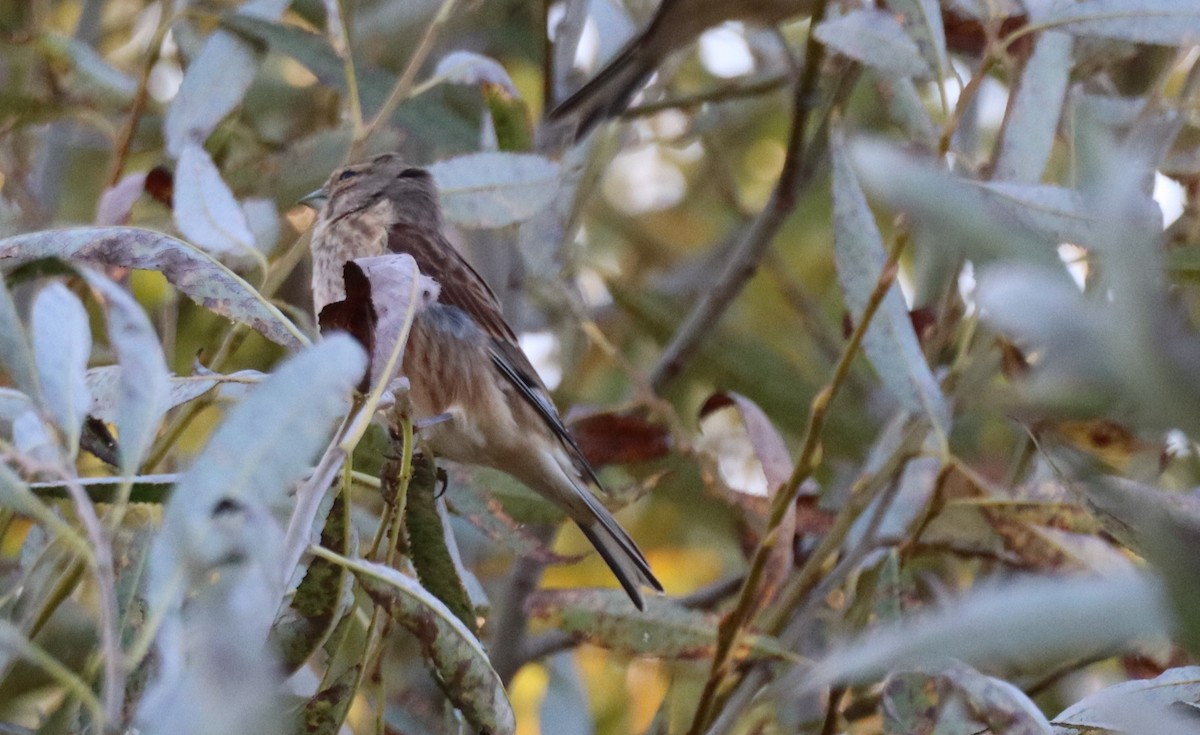 Eurasian Linnet - ML643775988