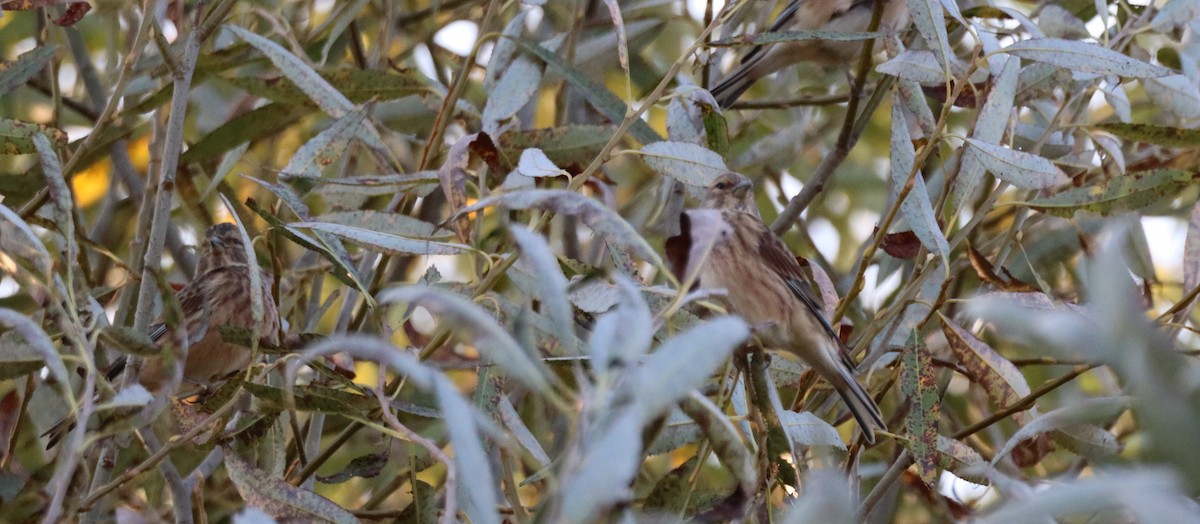 Eurasian Linnet - ML643775989