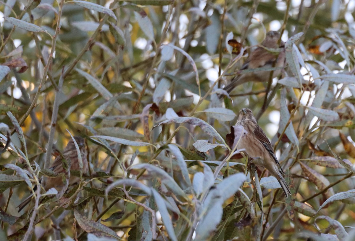 Eurasian Linnet - ML643775990