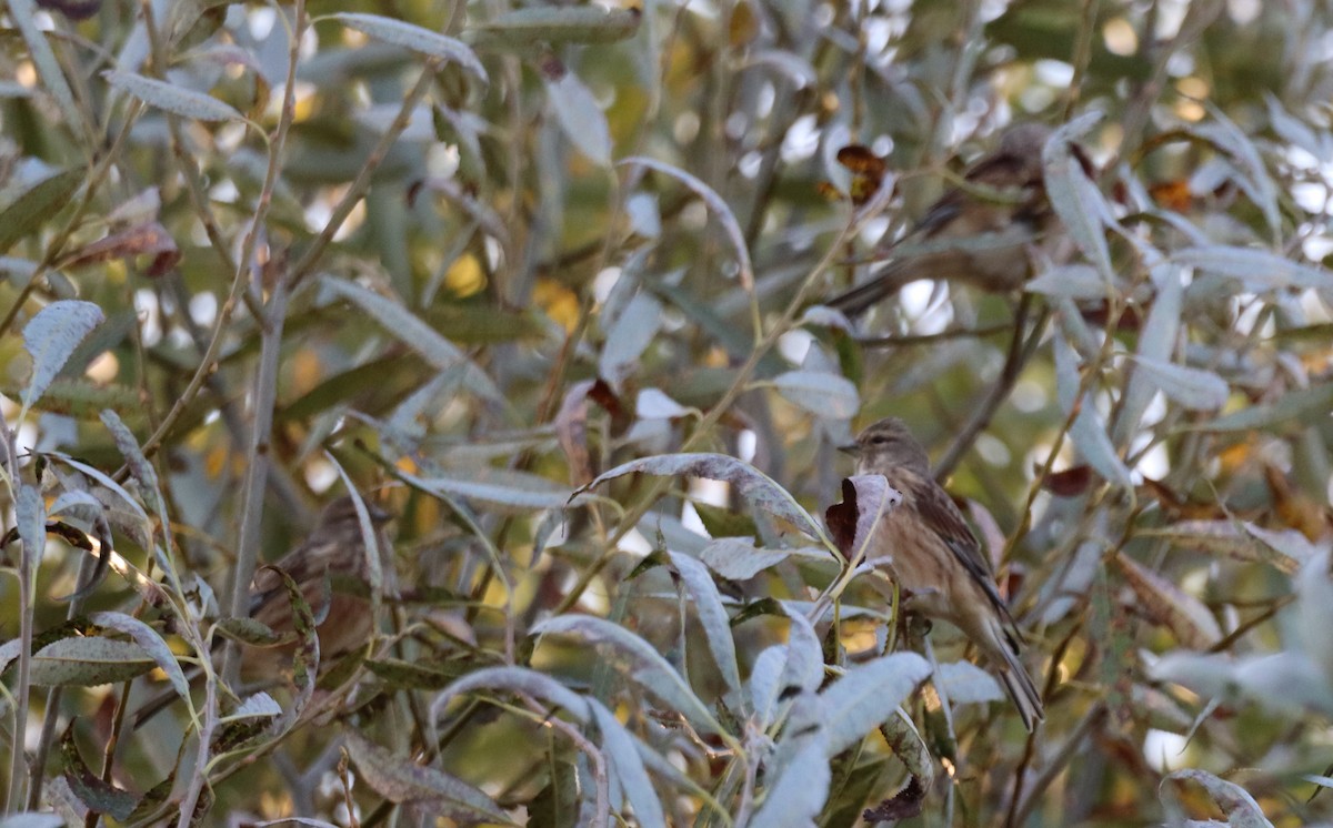 Eurasian Linnet - ML643775991