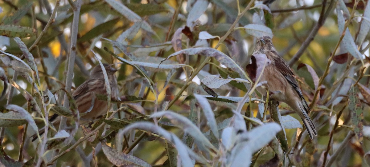 Eurasian Linnet - ML643775992
