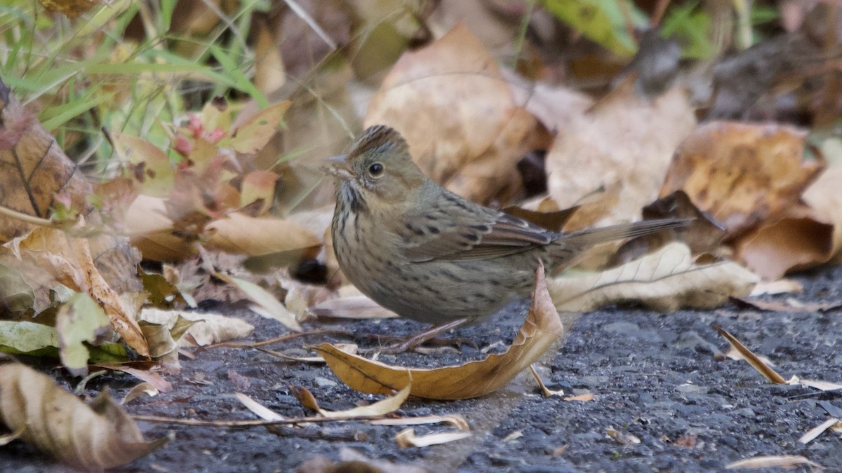 Lincoln's Sparrow - ML643775996