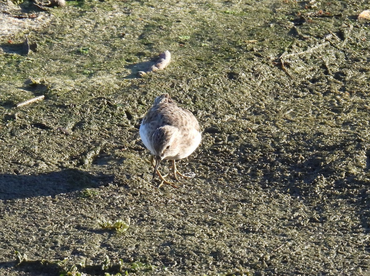 Least Sandpiper - ML643775997