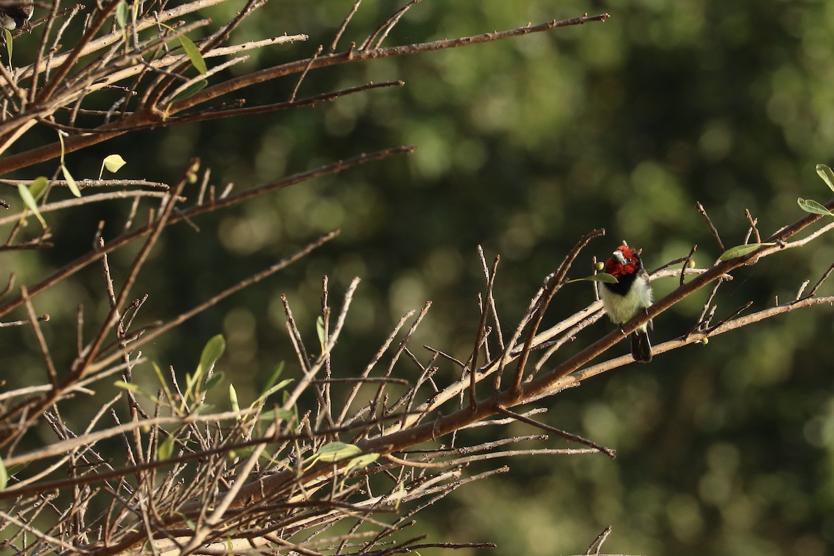Black-collared Barbet - ML643776003