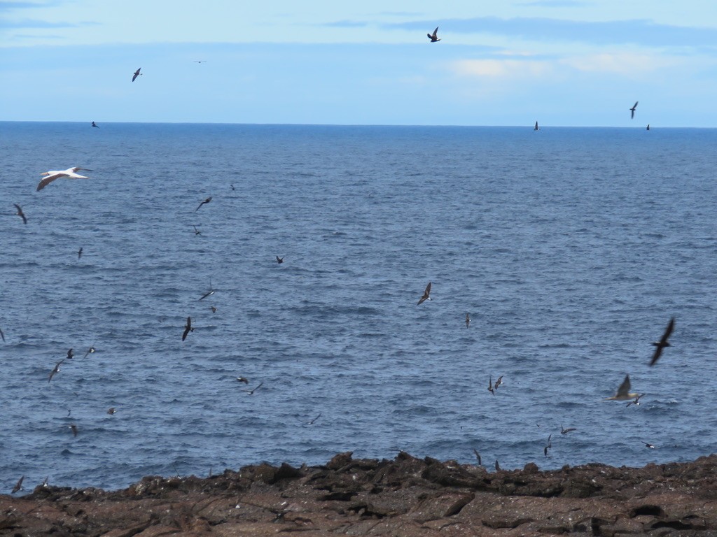 Wedge-rumped Storm-Petrel - ML643776013