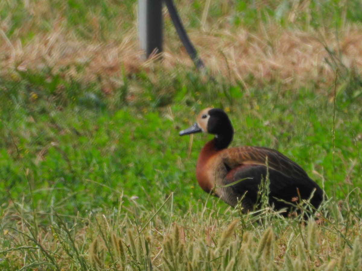 White-faced Whistling-Duck - ML643776017