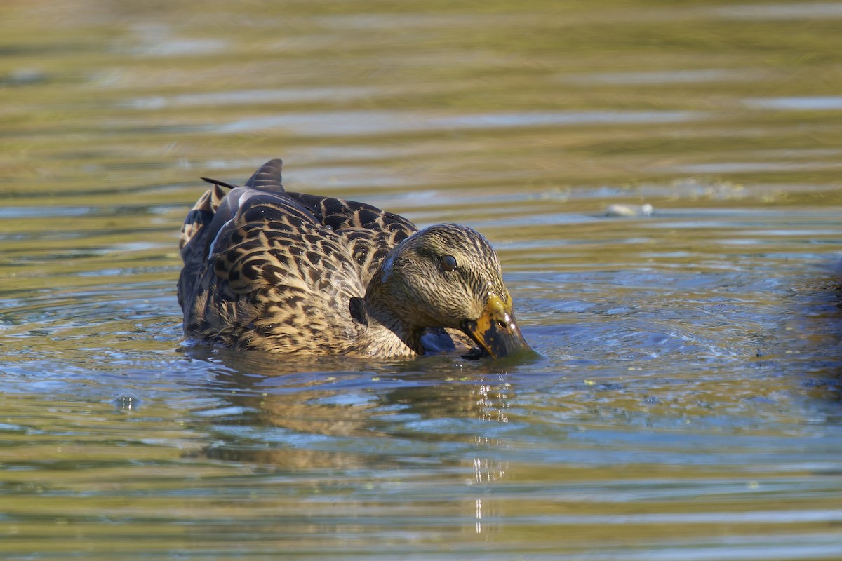 Mallard - ML643776035