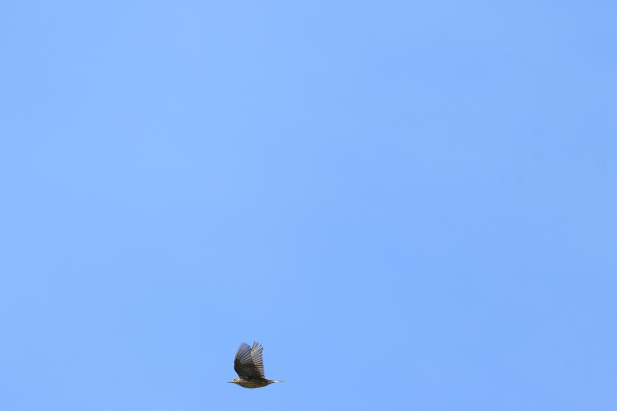 American Pipit - ML643776041