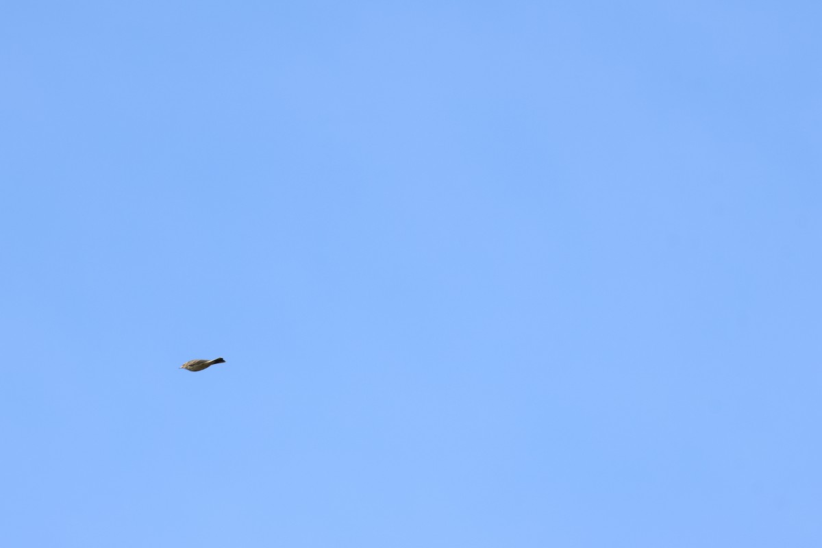 American Pipit - ML643776042