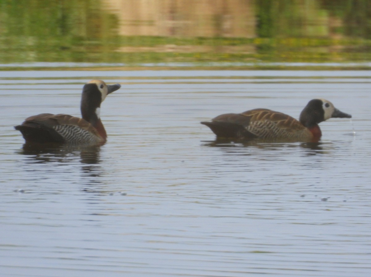 White-faced Whistling-Duck - ML643776043