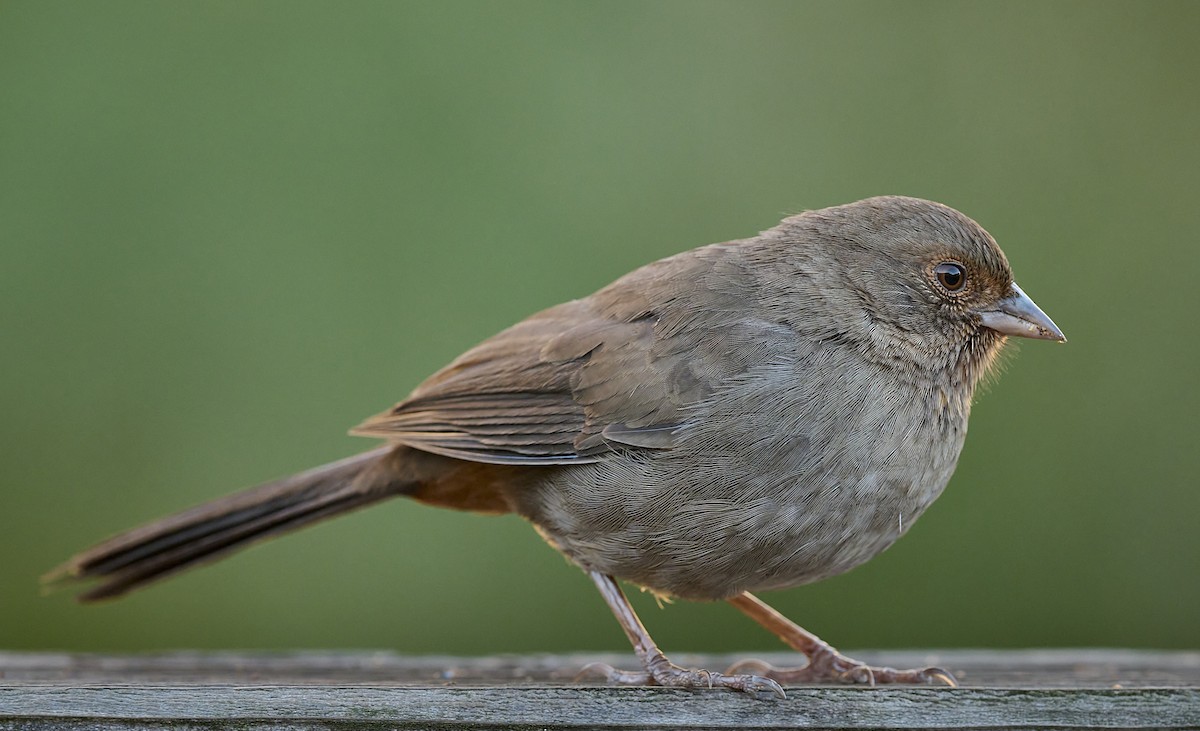 California Towhee - ML643776059
