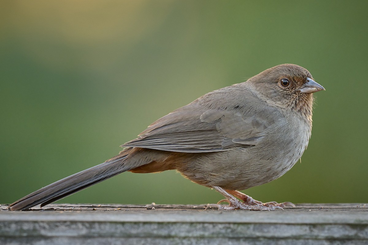 California Towhee - ML643776060