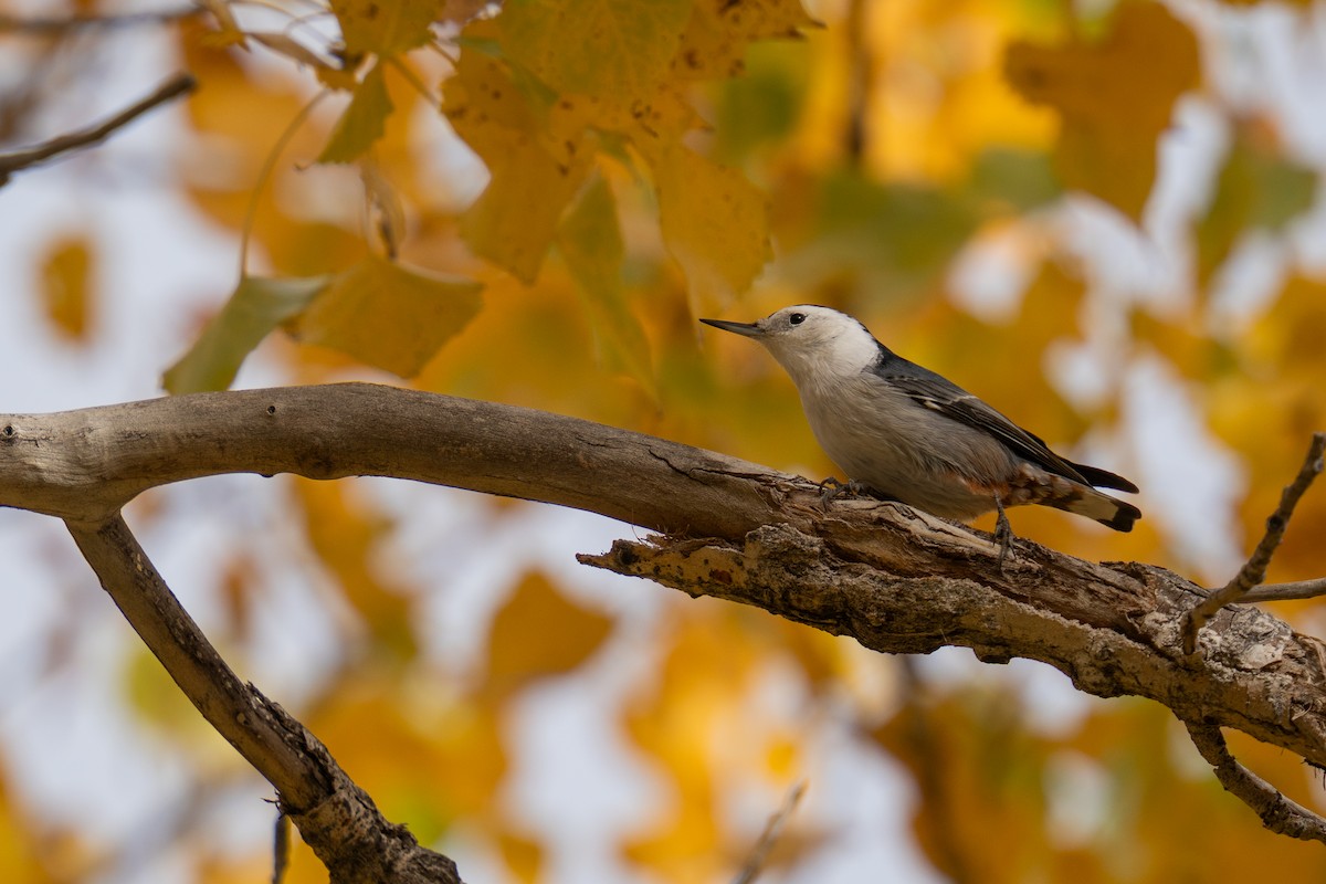 White-breasted Nuthatch - ML643776063