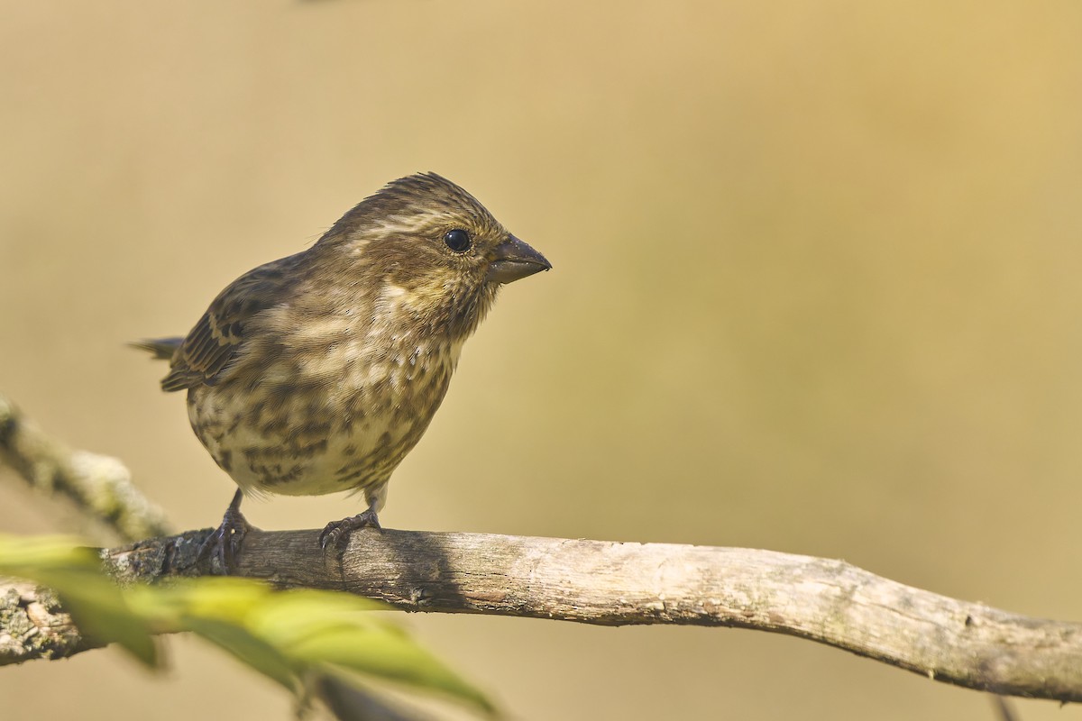 Purple Finch - ML643776068