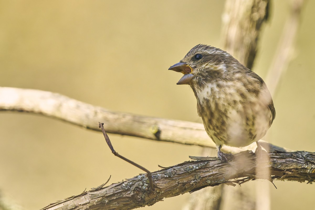 Purple Finch - ML643776072