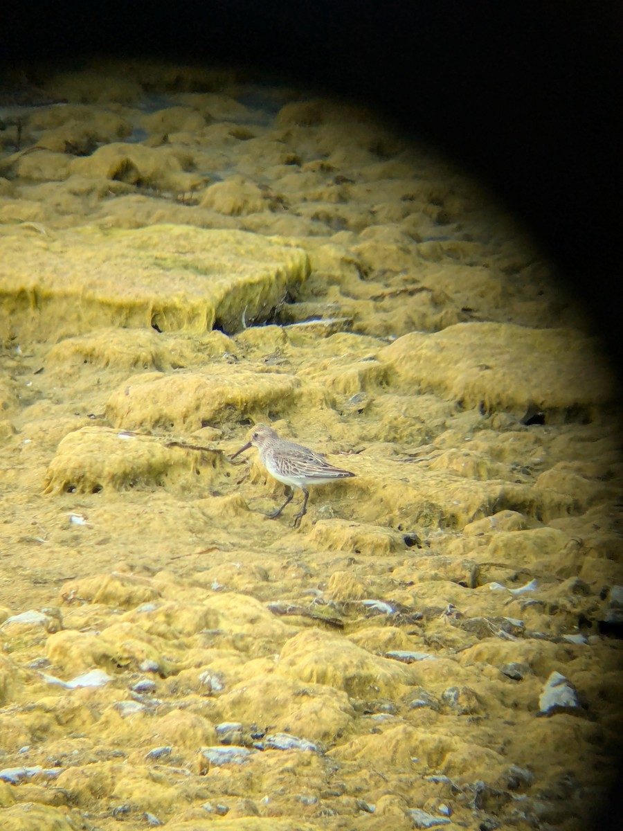 White-rumped Sandpiper - ML643776075