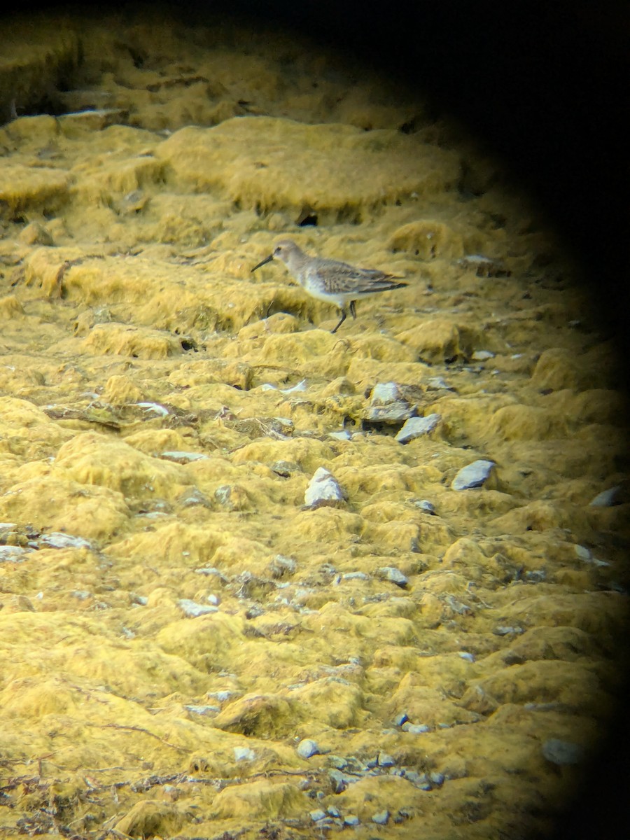 White-rumped Sandpiper - ML643776076