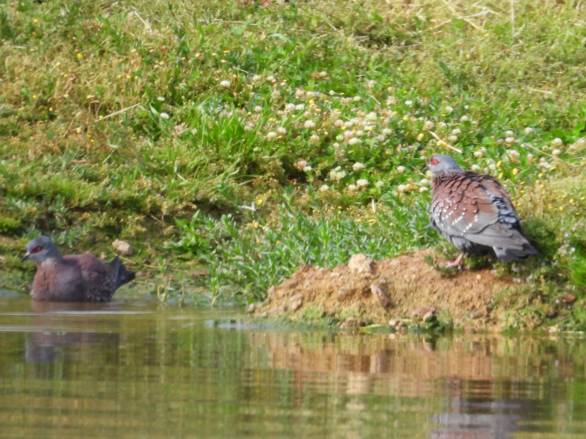 Speckled Pigeon - ML643776077