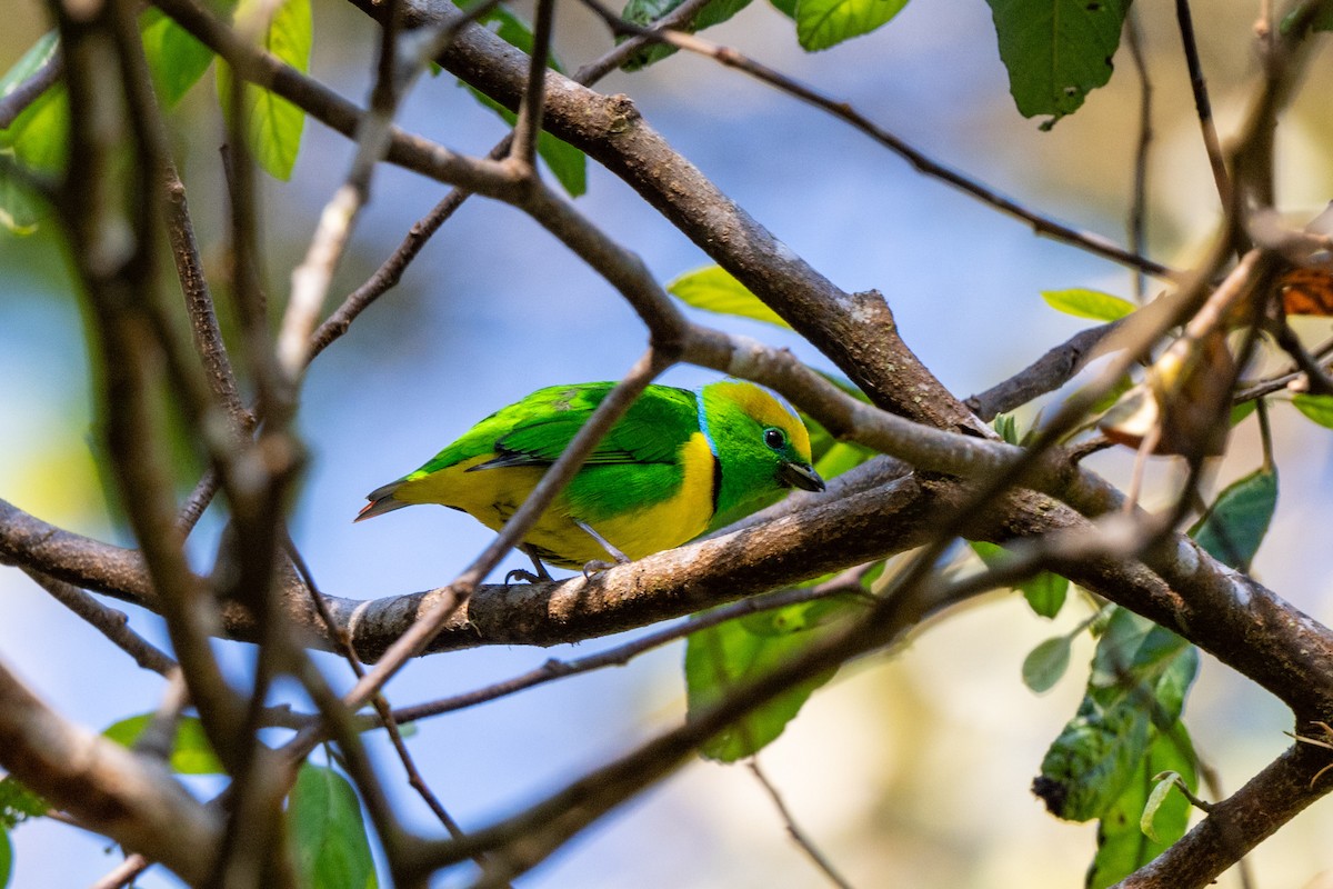 Golden-browed Chlorophonia - ML643776079