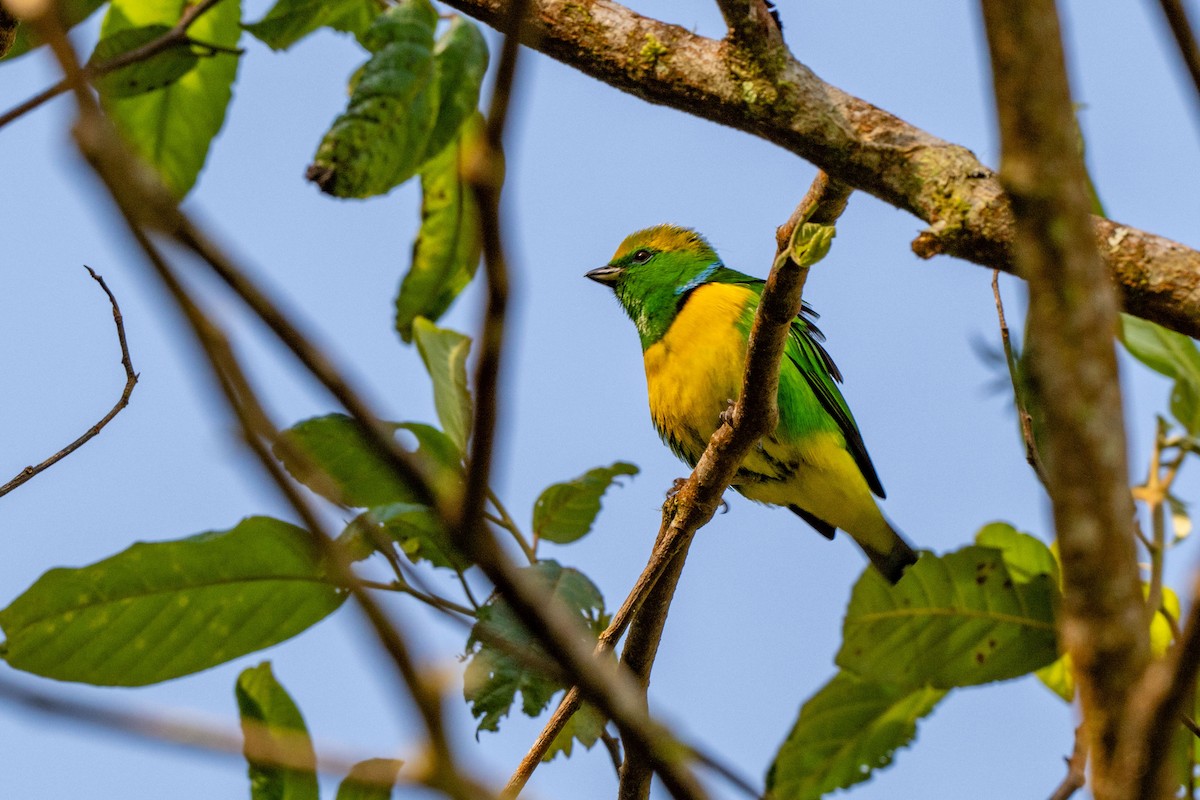 Golden-browed Chlorophonia - ML643776080