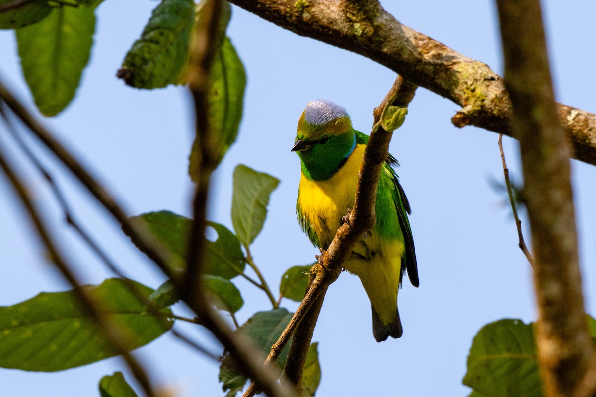 Golden-browed Chlorophonia - ML643776081