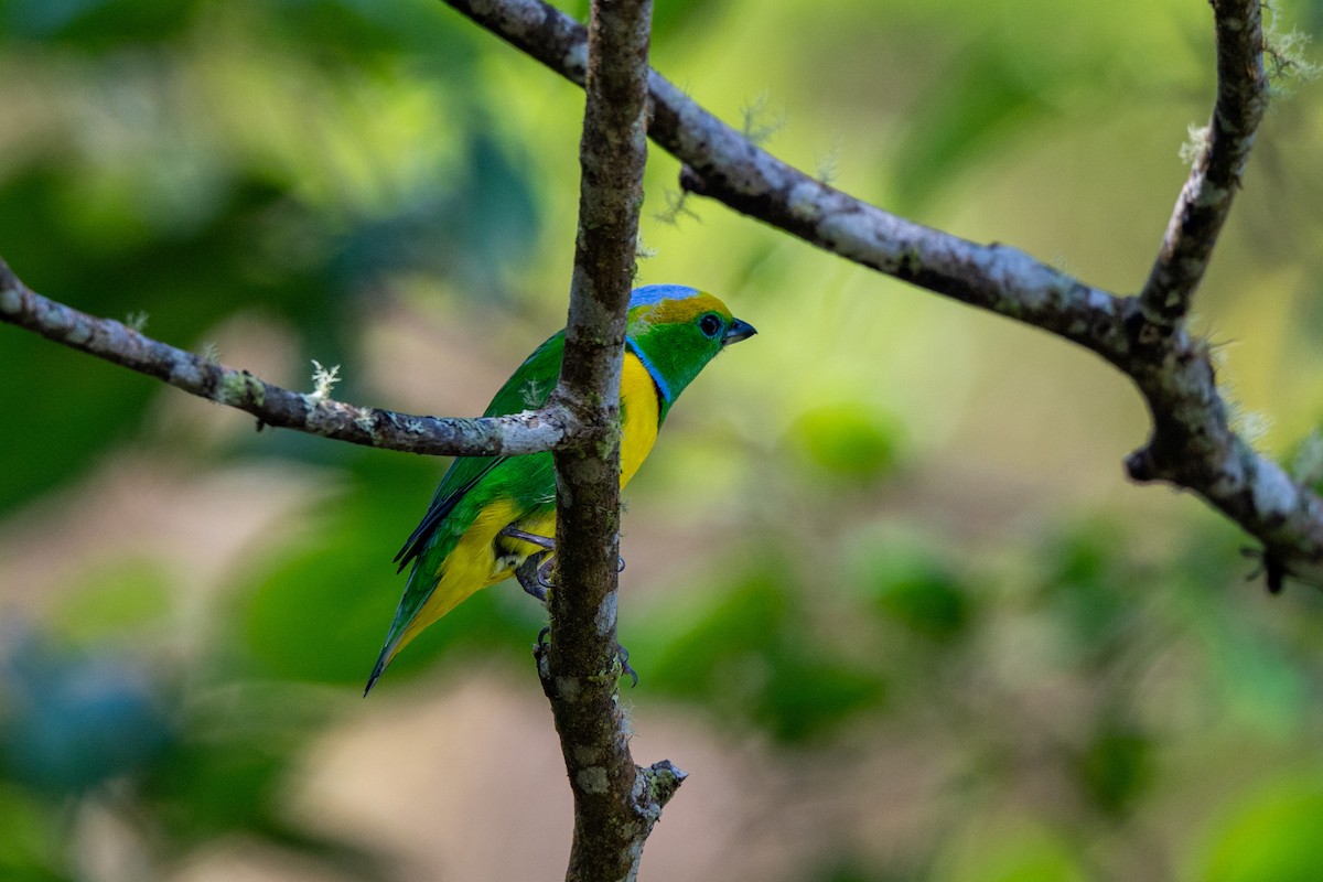 Golden-browed Chlorophonia - ML643776082