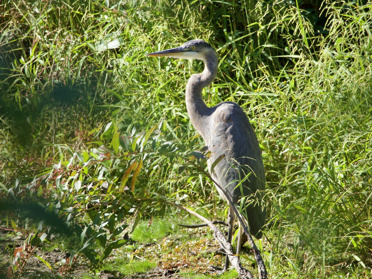 Great Blue Heron - ML643776087