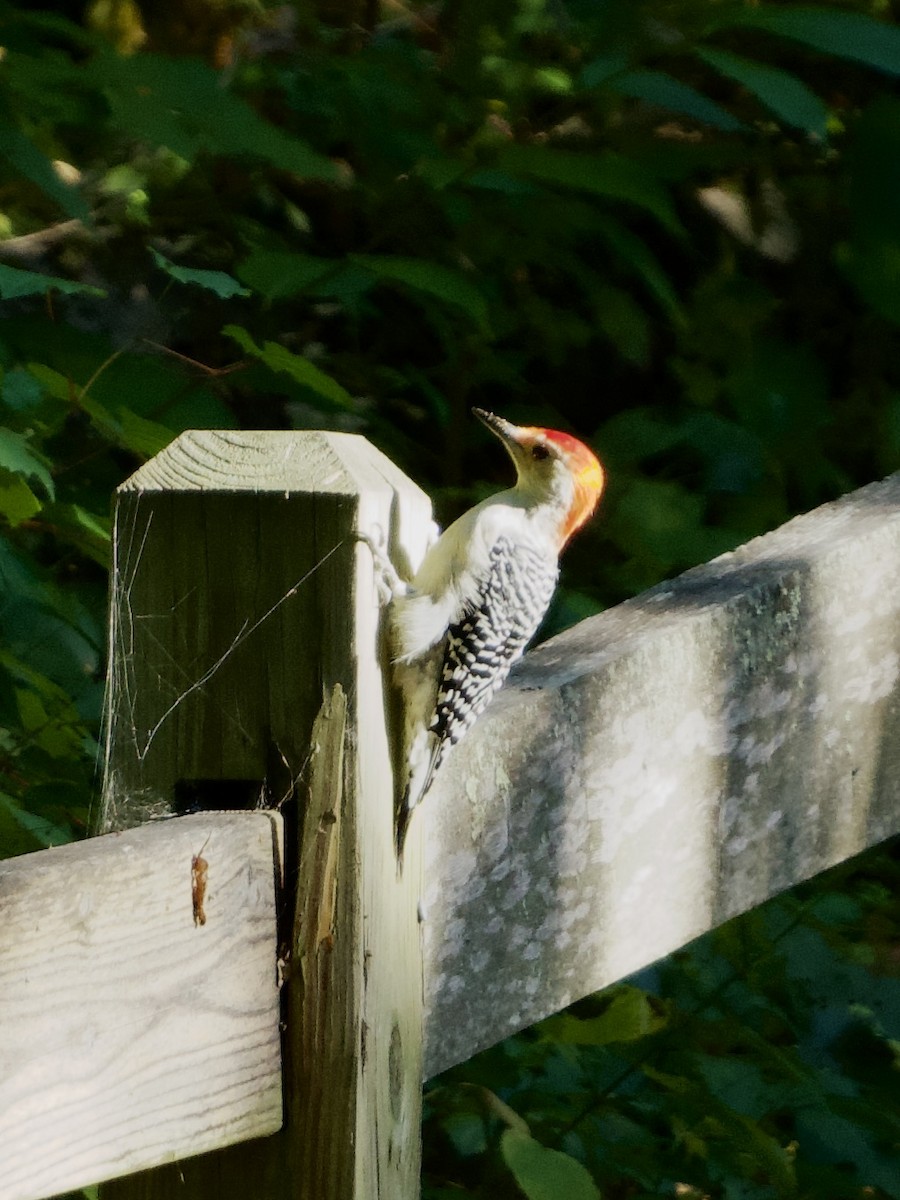 Red-bellied Woodpecker - ML643776108