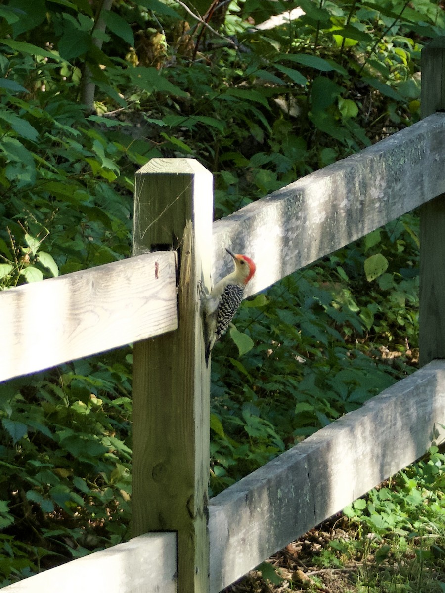 Red-bellied Woodpecker - ML643776109