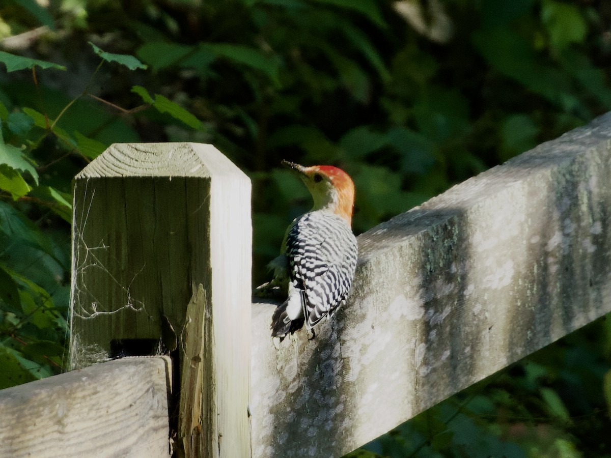 Red-bellied Woodpecker - ML643776110