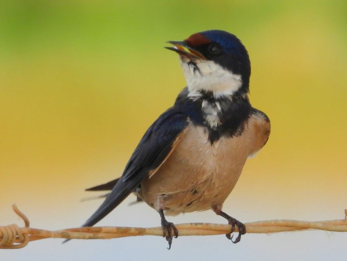 White-throated Swallow - ML643776119