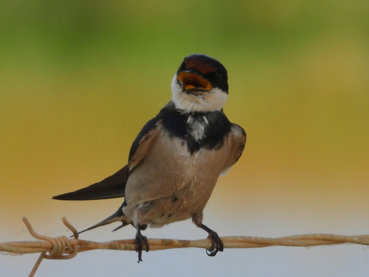 White-throated Swallow - ML643776120
