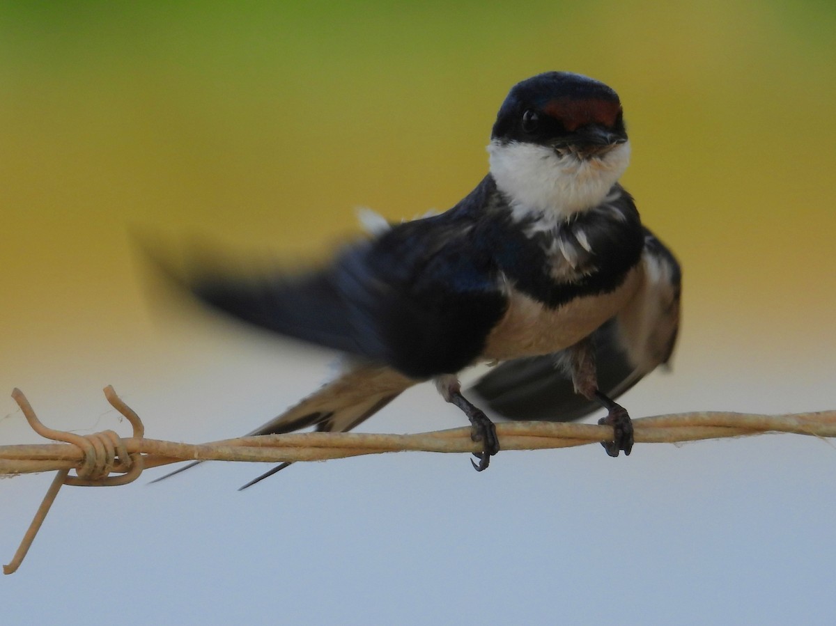 White-throated Swallow - ML643776121