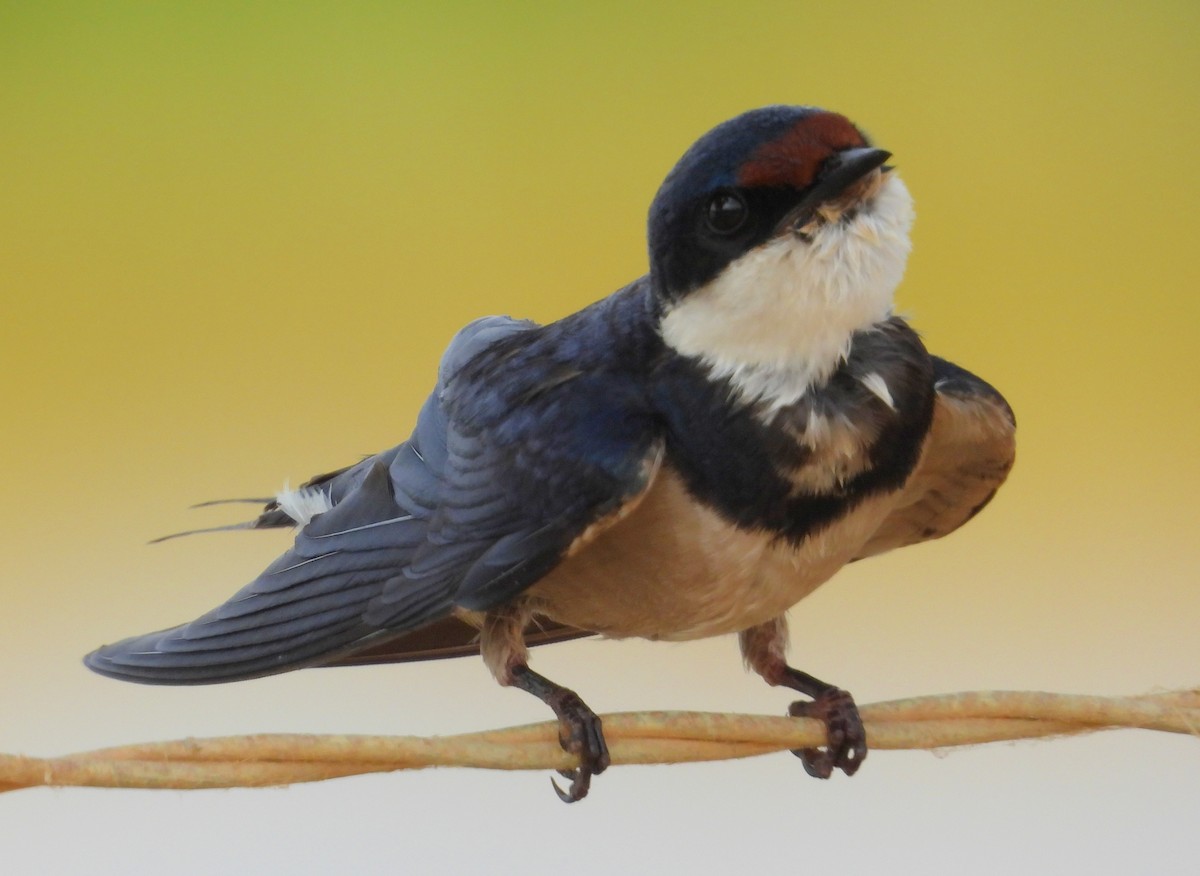 White-throated Swallow - ML643776122