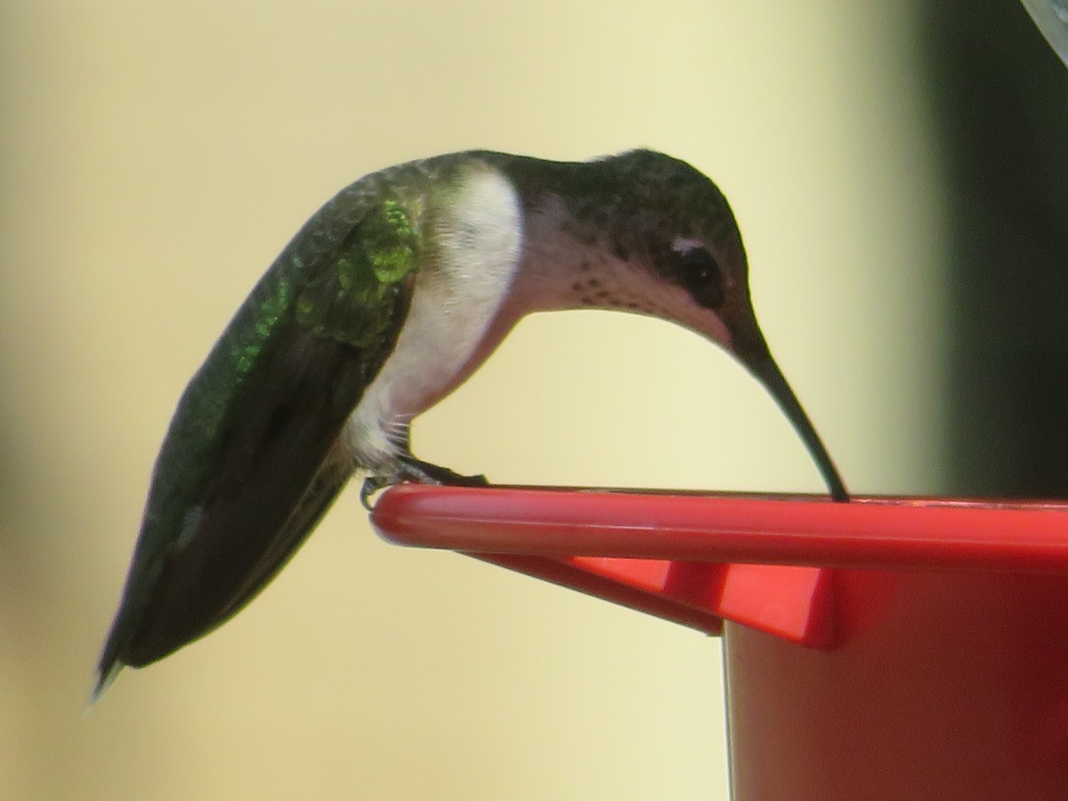 Ruby-throated/Black-chinned Hummingbird - ML643776129