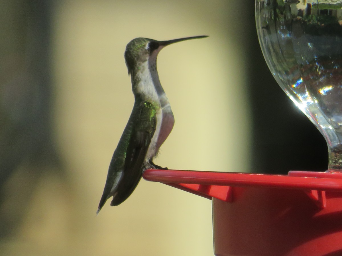 Ruby-throated/Black-chinned Hummingbird - ML643776130