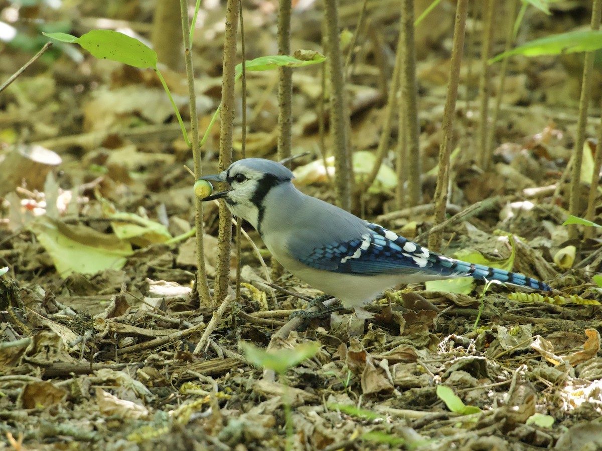 Blue Jay - ML643776141