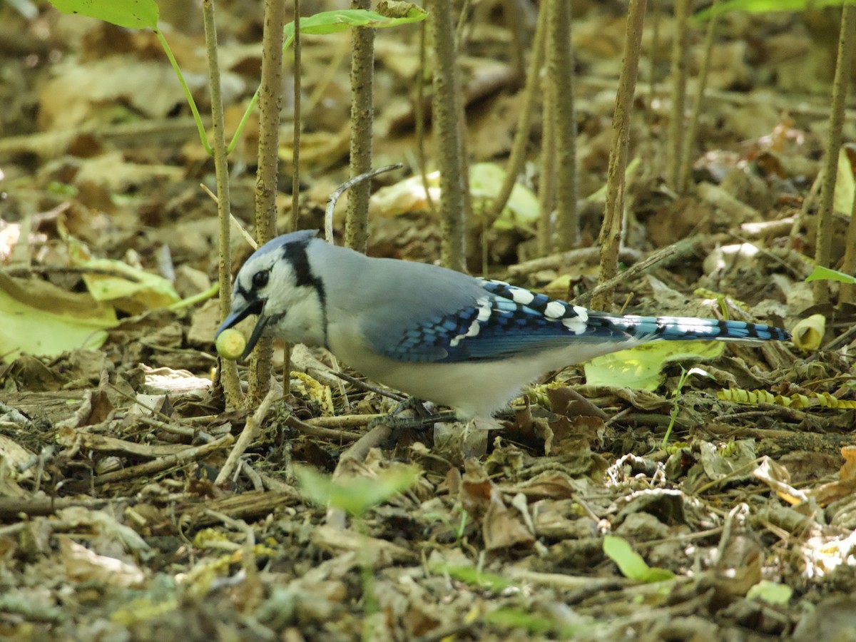 Blue Jay - ML643776142
