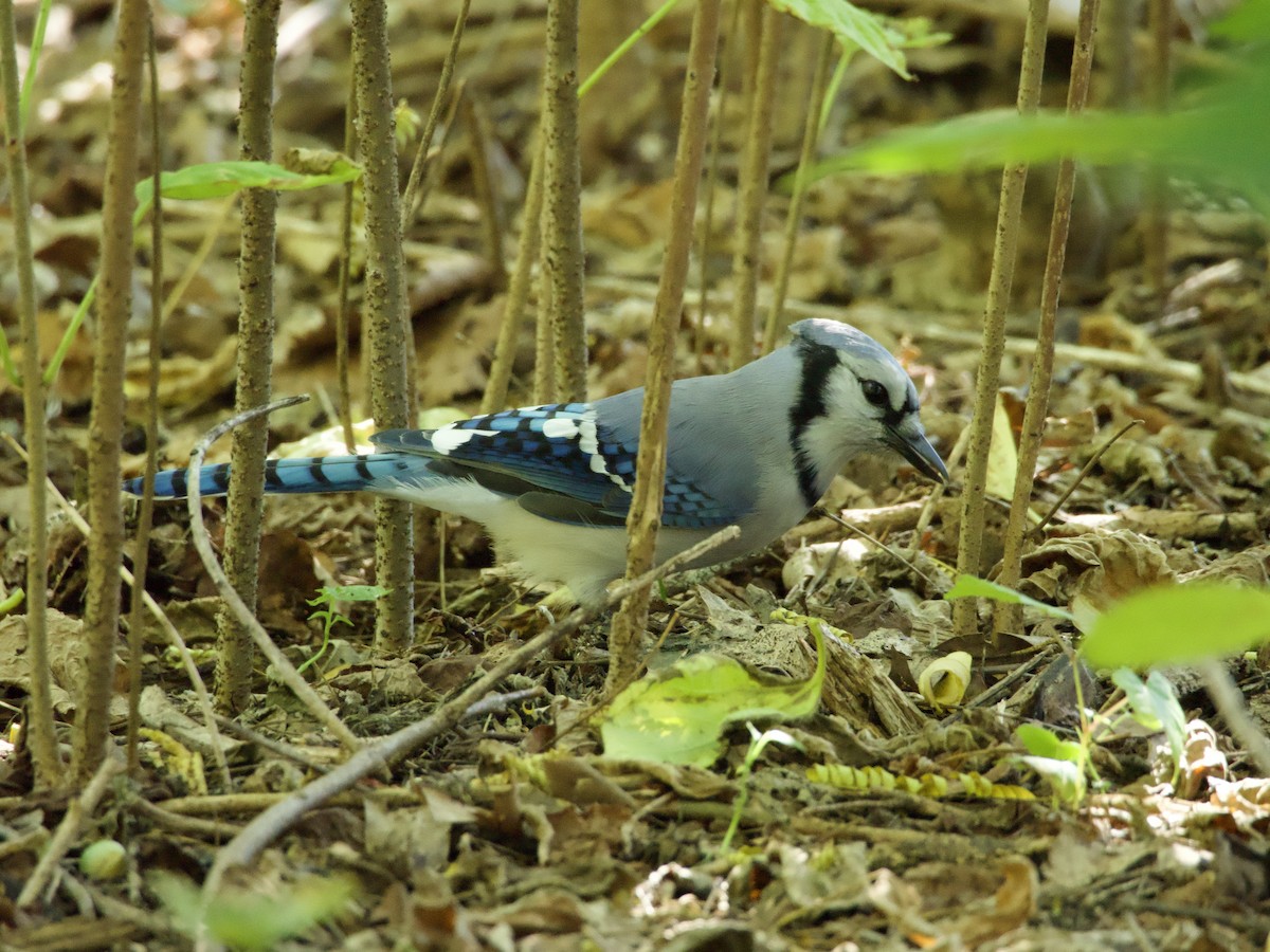Blue Jay - ML643776143