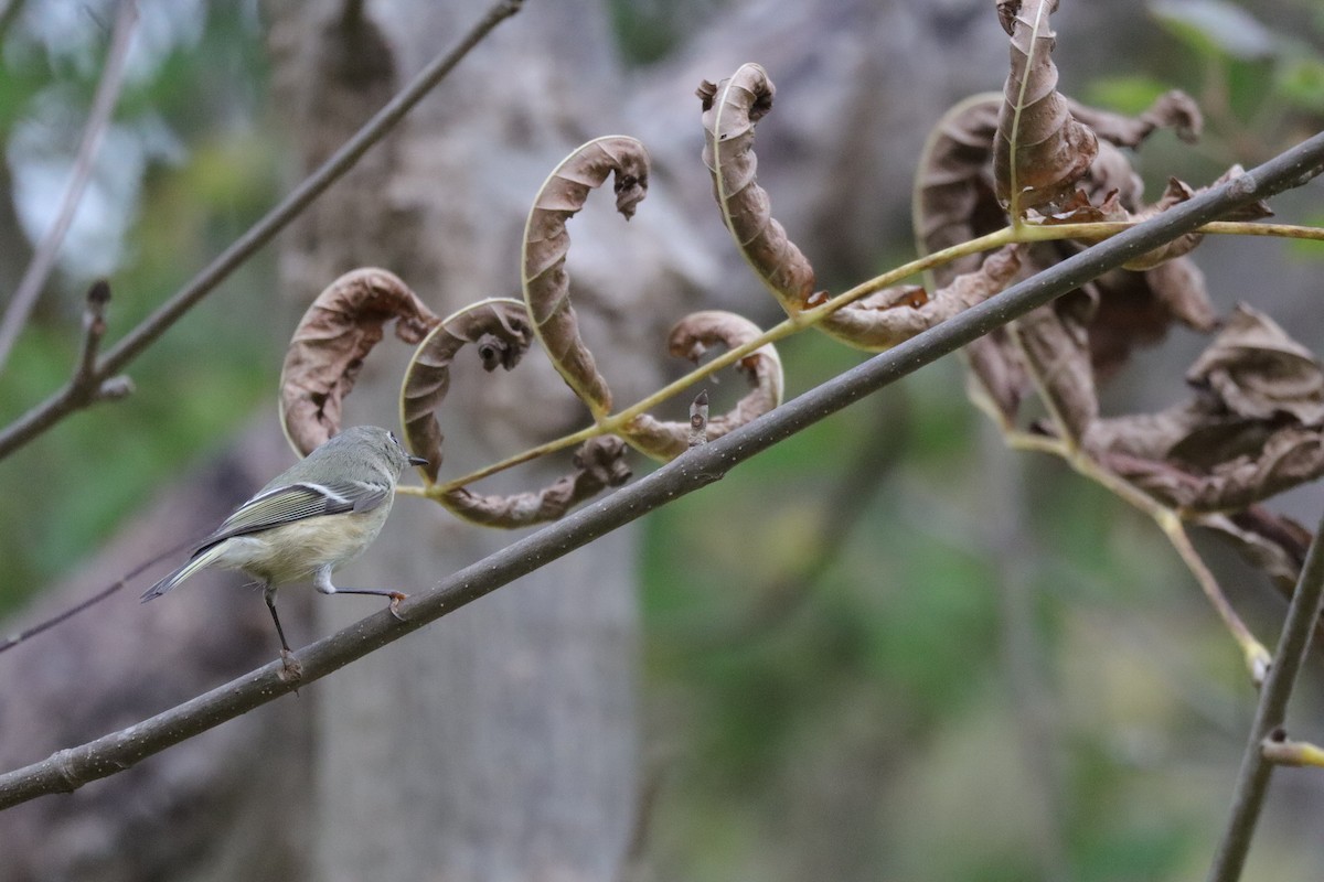 Ruby-crowned Kinglet - ML643776147