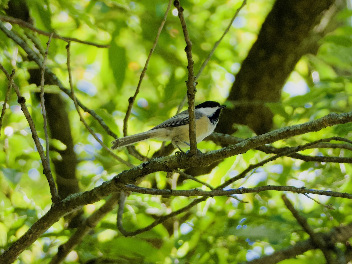 Black-capped Chickadee - ML643776160