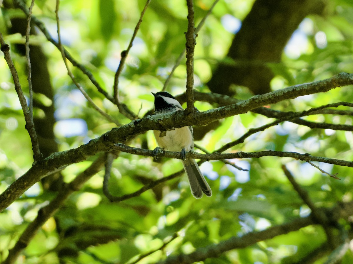 Black-capped Chickadee - ML643776161
