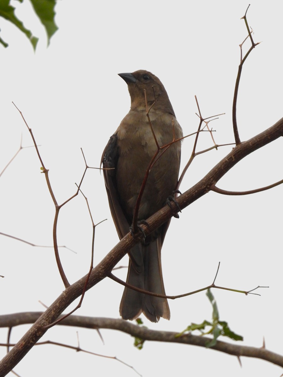 Shiny Cowbird - ML643776175