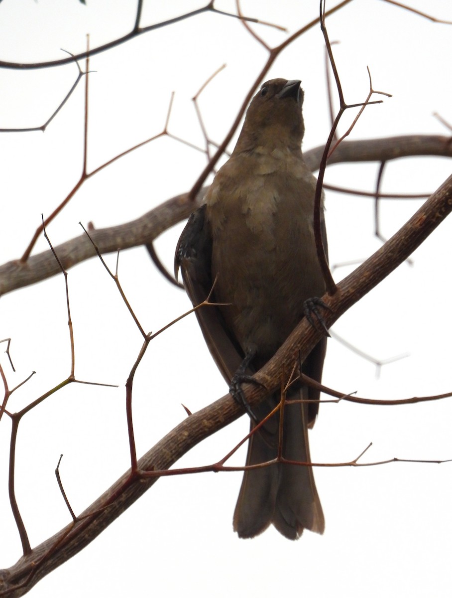 Shiny Cowbird - ML643776176