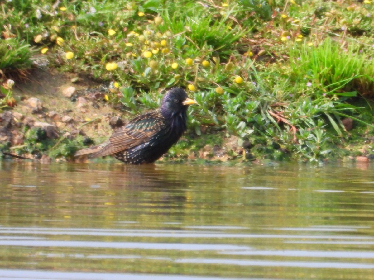 European Starling - ML643776177