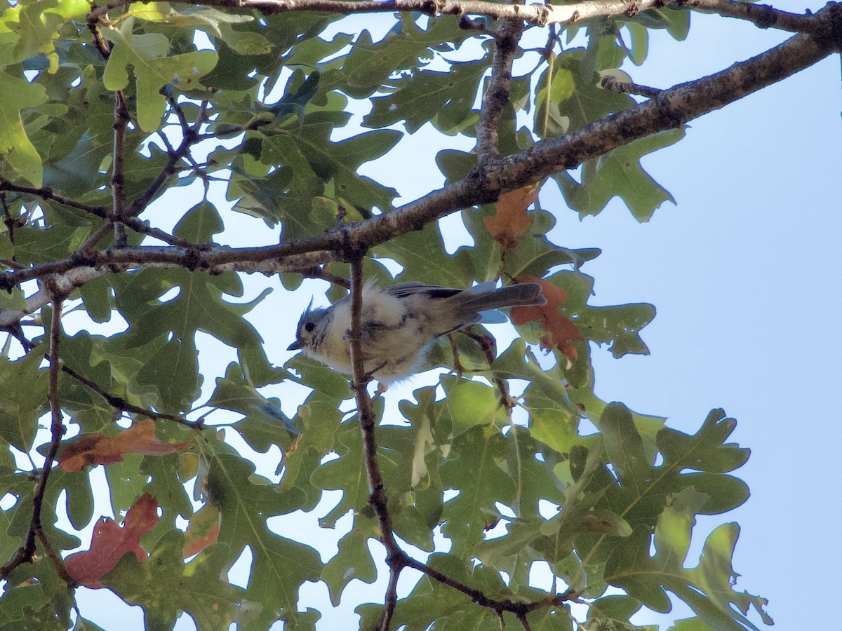 Tufted Titmouse - ML643776179